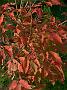 Acer triflorumHerbst